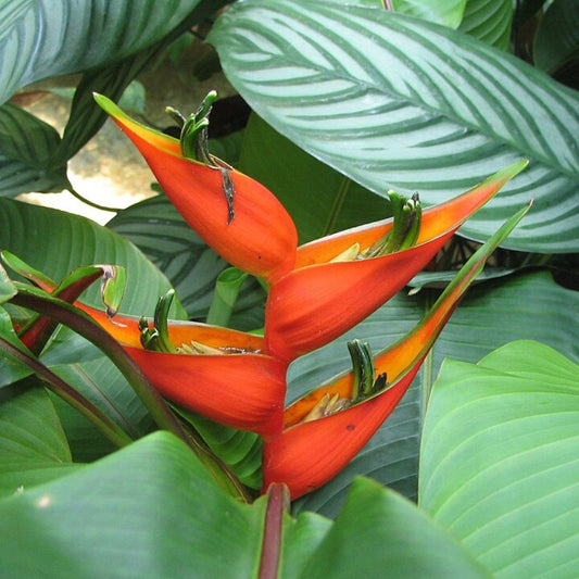 Heliconia Champneiana - 10 Zaden