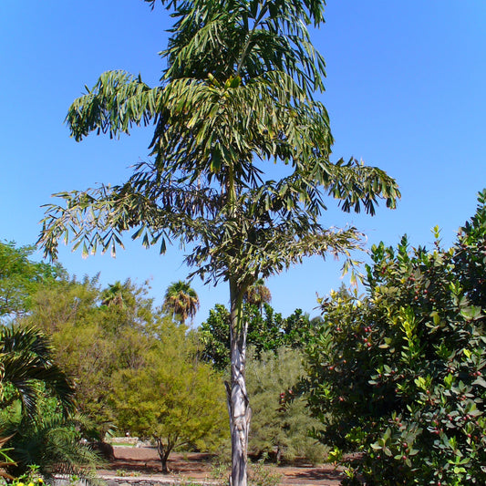 Reuzenvissenstaart Palm Zaden