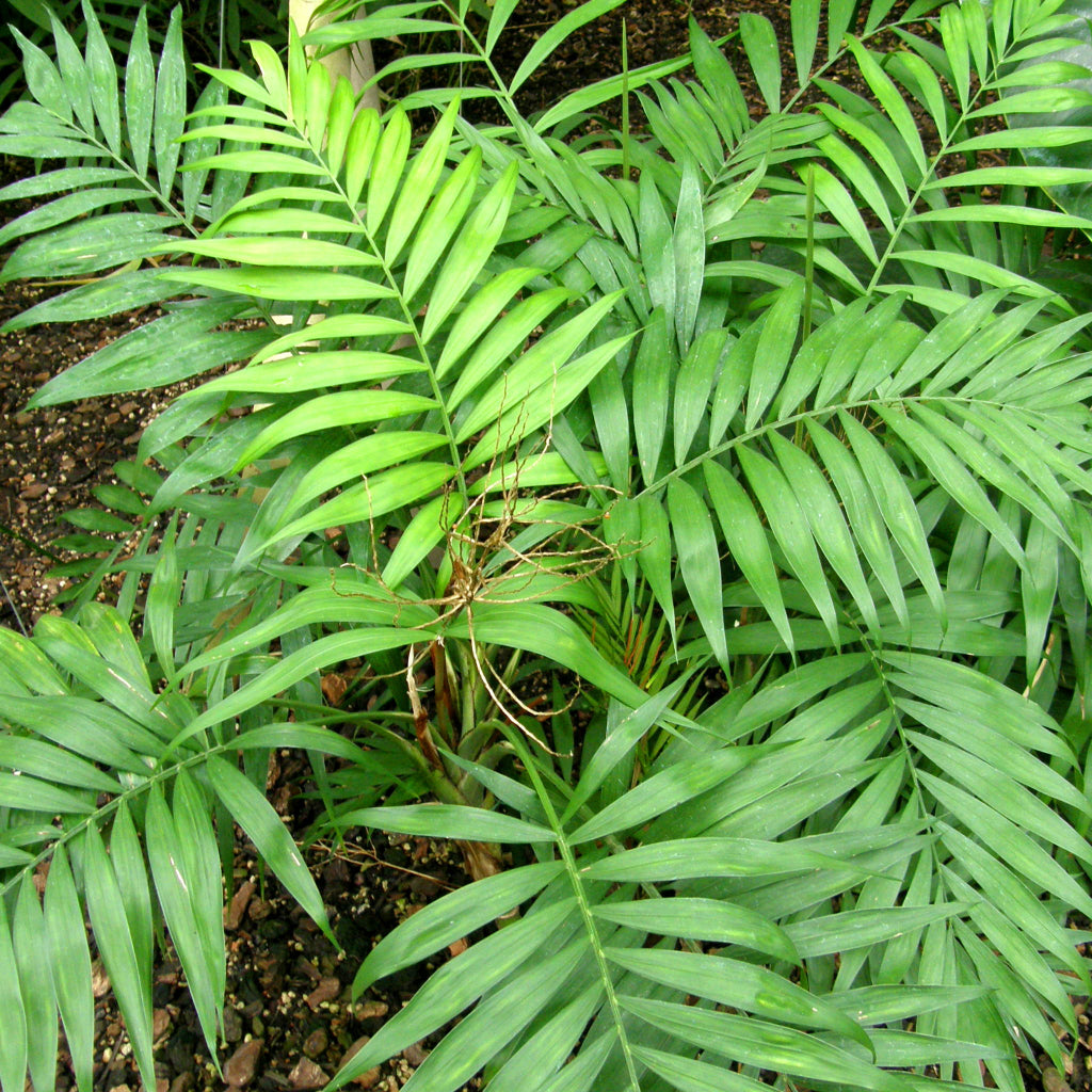Mexicaanse Bergpalm - 5 Zaden