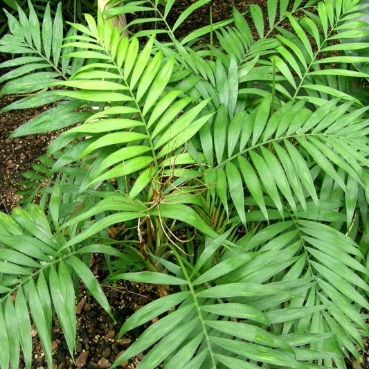 Mexicaanse Bergpalm - 5 Zaden