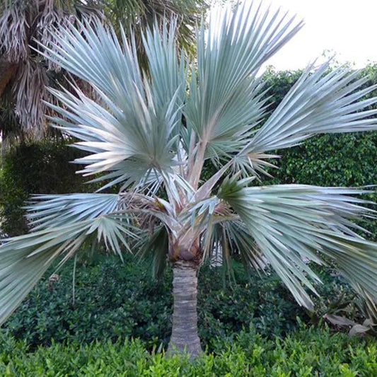 Blauwe latanpalm - 5 Zaden