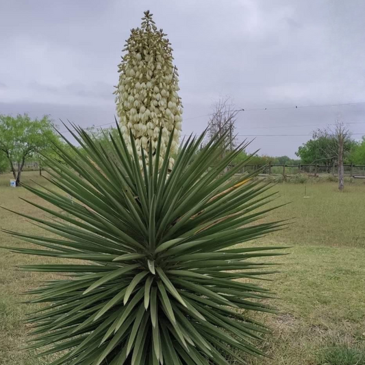 Yucca Treculeana