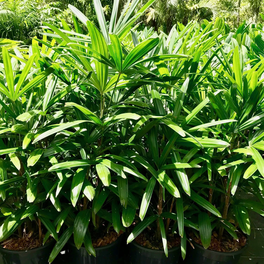 Lady palm - 5 Zaden