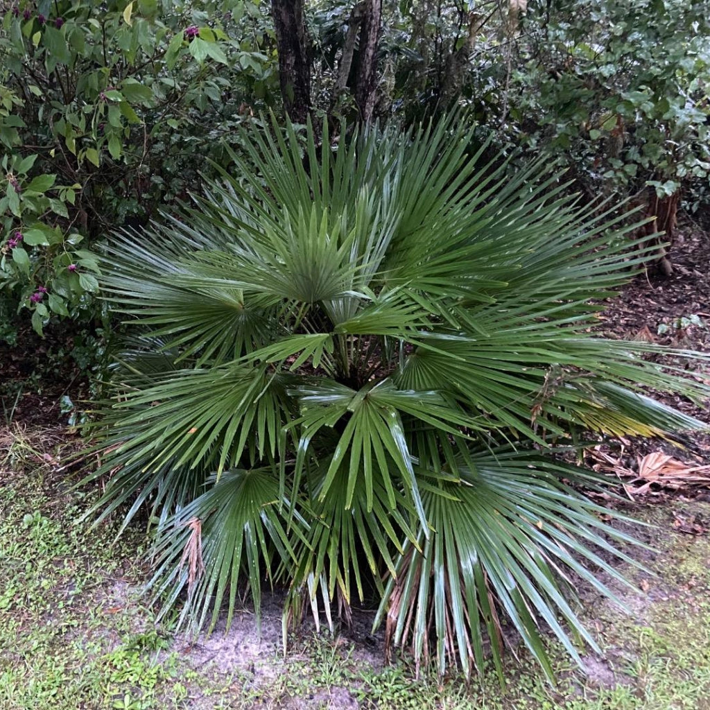 Yunnan dwergpalm