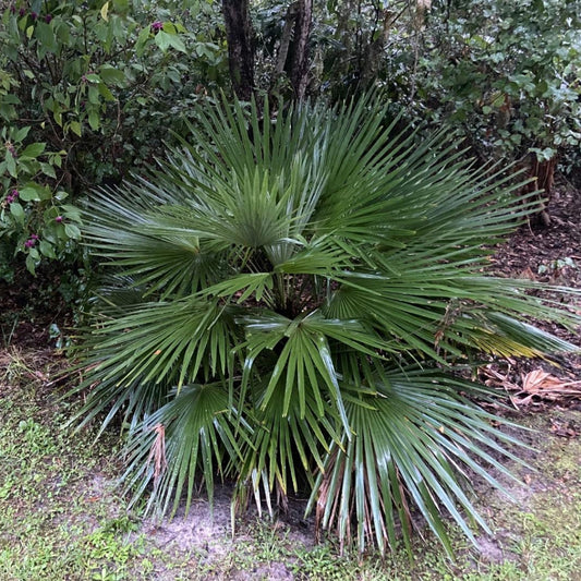 Yunnan dwergpalm