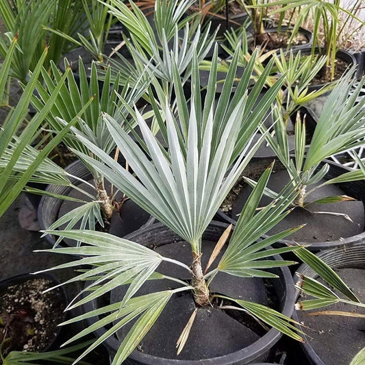 Steenpoort palm