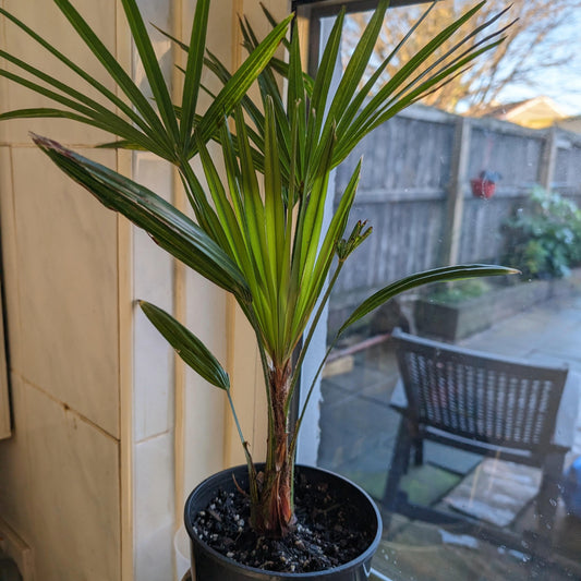 Kinla waaier palm