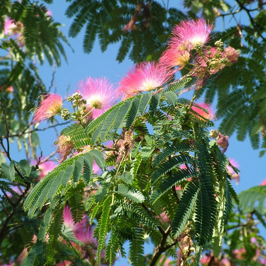 Zaden Set: Roze & Perzische Zijdeboom - 20 Zaden