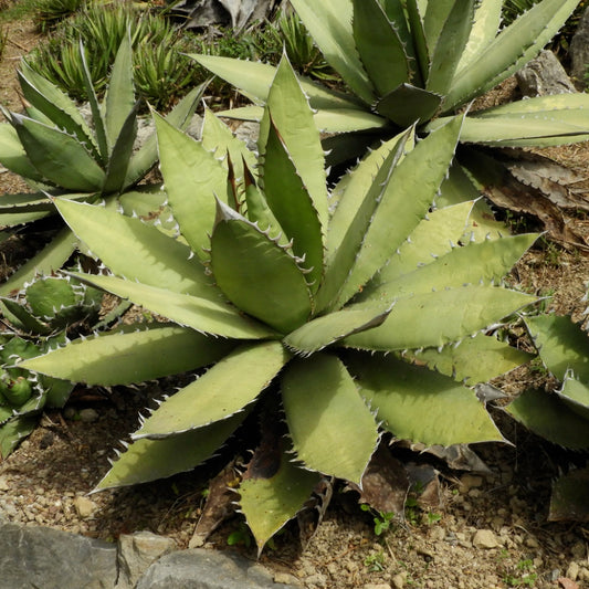 Agave Oteroi - 10 Zaden
