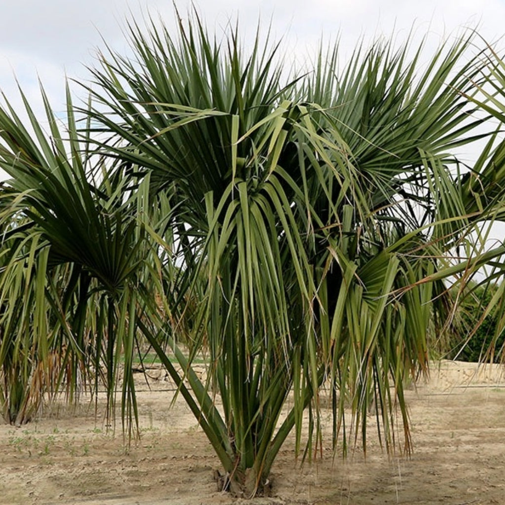 Sabal Uresana - 5 Zaden