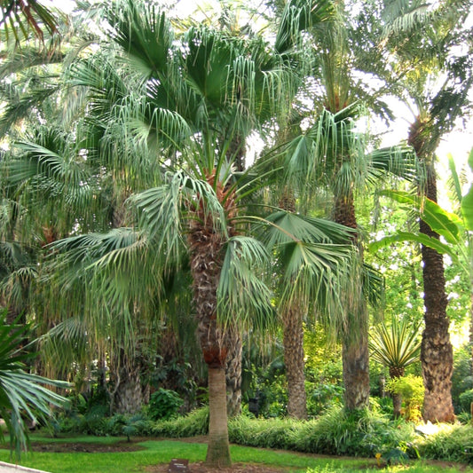 Chinese Waaierpalm - 5 zaden