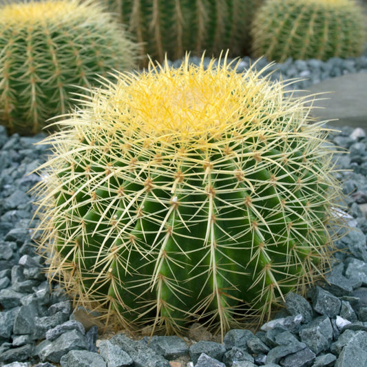 Agave - Yucca - Cactus Set 30 Zaden