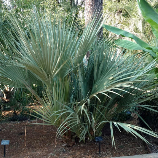 Himalaya palm zaden