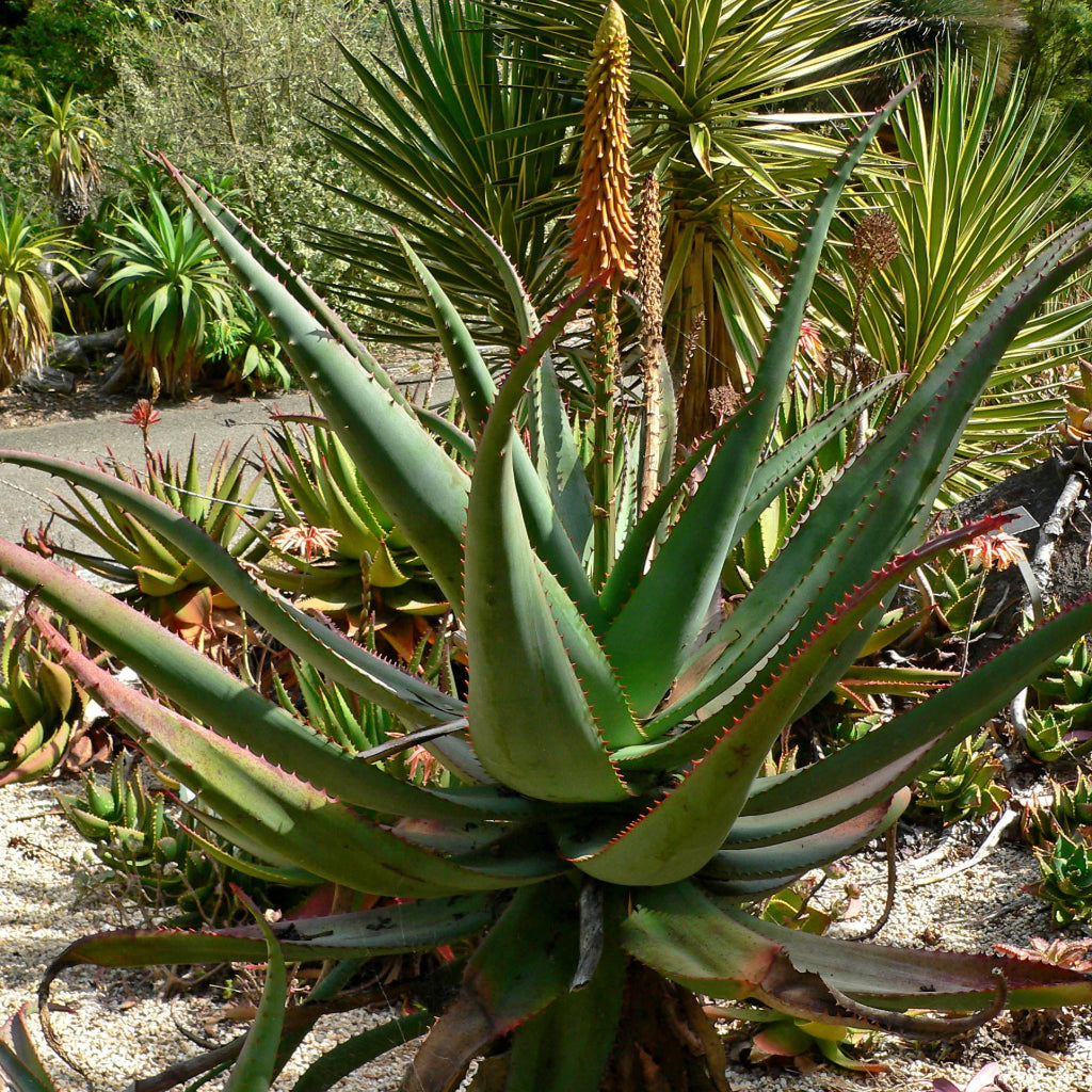 Aloë Zadenbox