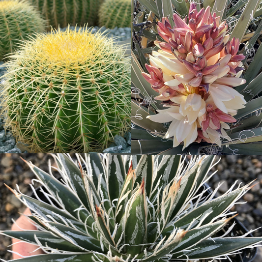 Agave - Yucca - Cactus Set 30 Zaden