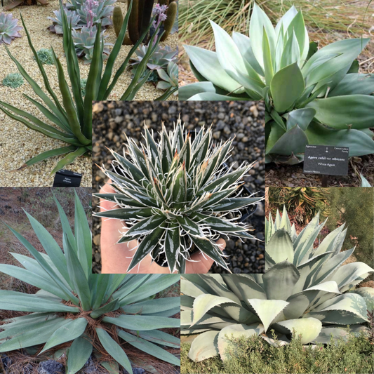 Agave box