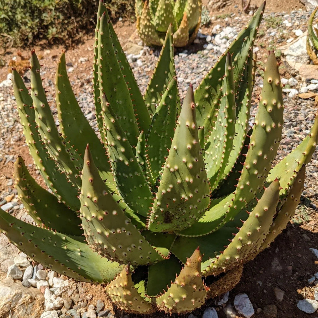 Aloë Zadenbox