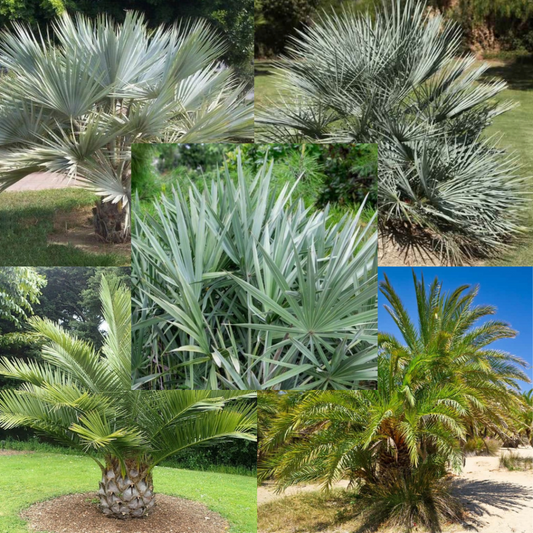 Winterharde palmbox
