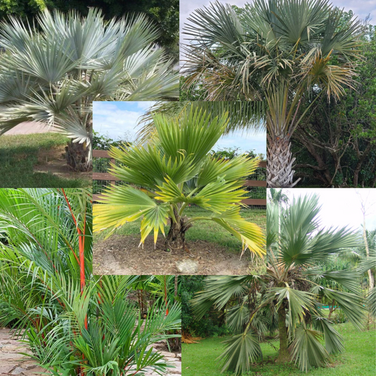 Inhoud tropische palmbox