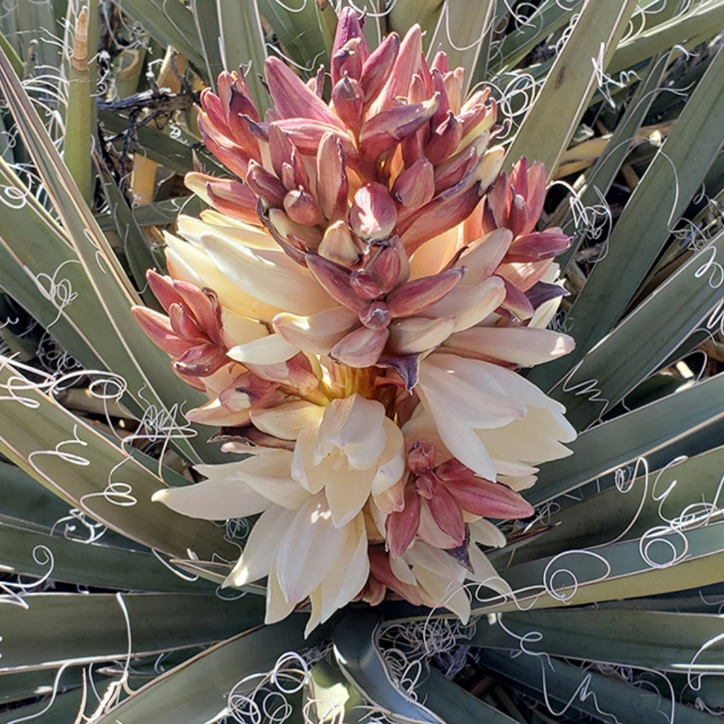 Agave - Yucca - Cactus Set 30 Zaden