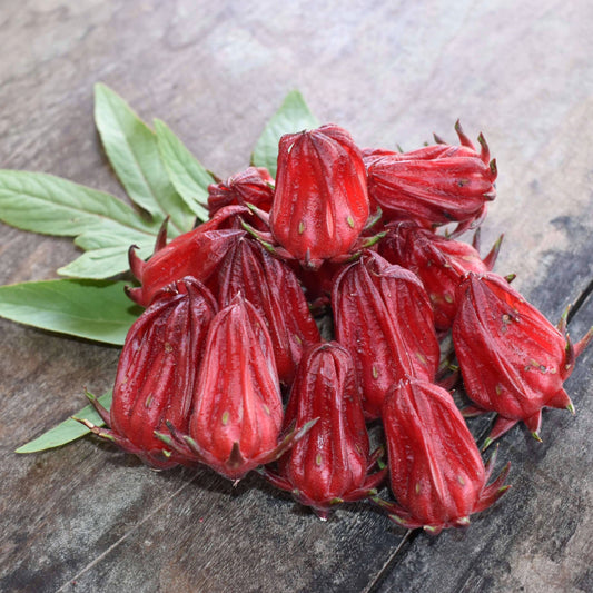 Roselle Hibiscus