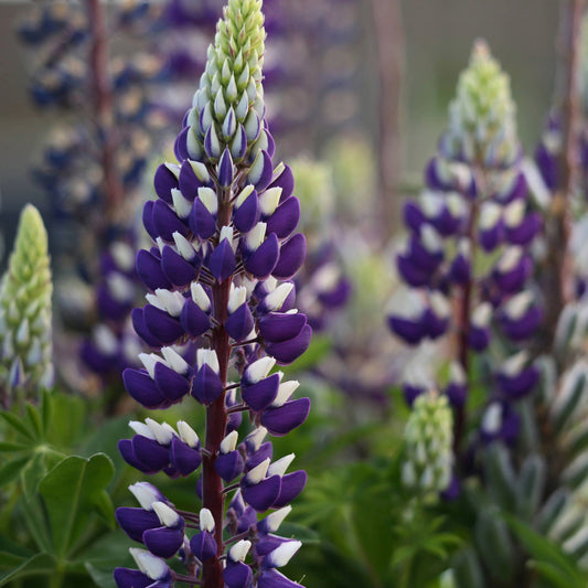 Lupinus polyphyllus