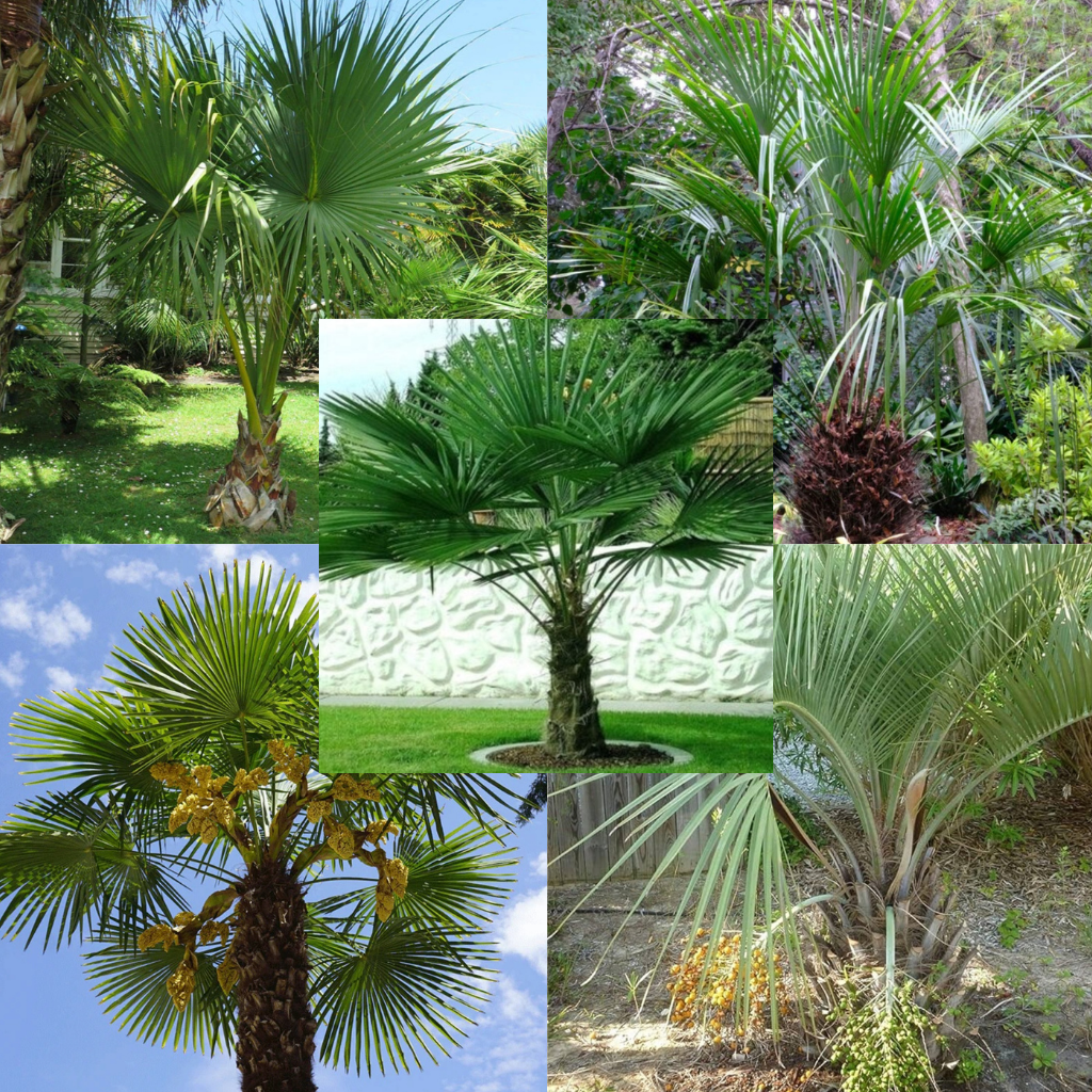 Winterharde Palmbox 2