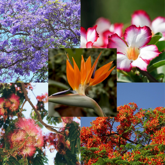 De Favorieten Bloeiers Bundel