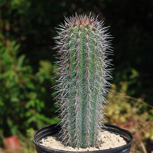 olifantcactus