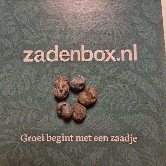 Chinese waaierpalm zaden