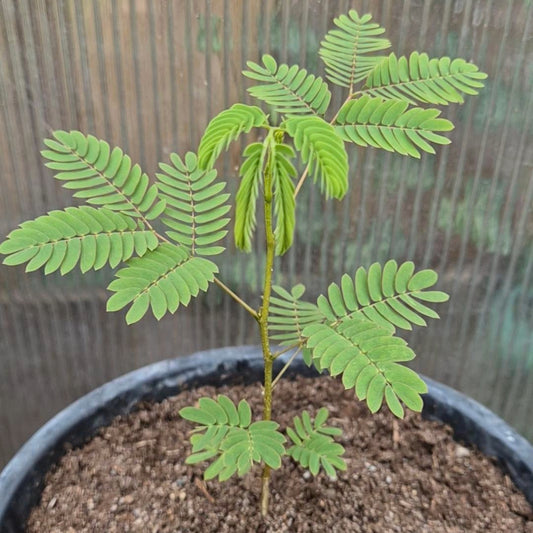 Roze zijdeboom zaailing