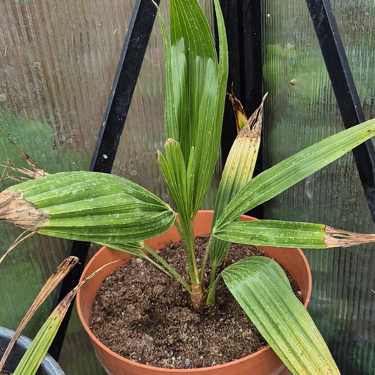 Trachycarpus fortunei