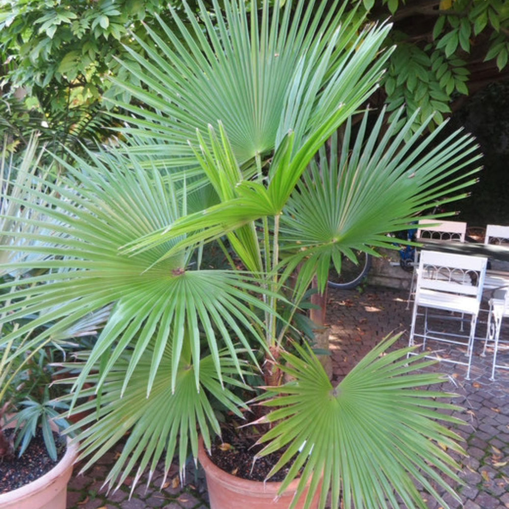 Trachycarpus martianus