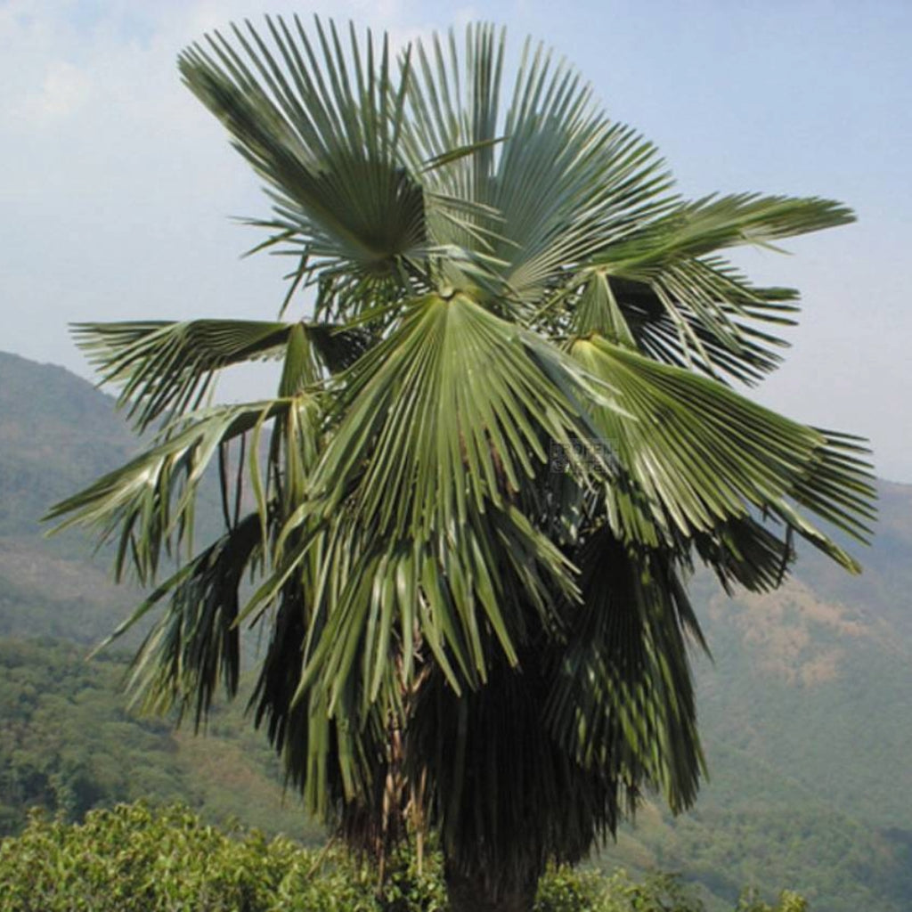 Trachycarpus ukhrulensis