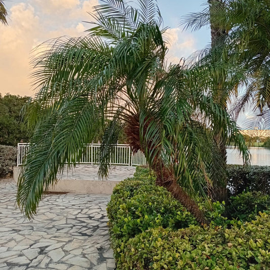 Dwergdadelpalm zaden