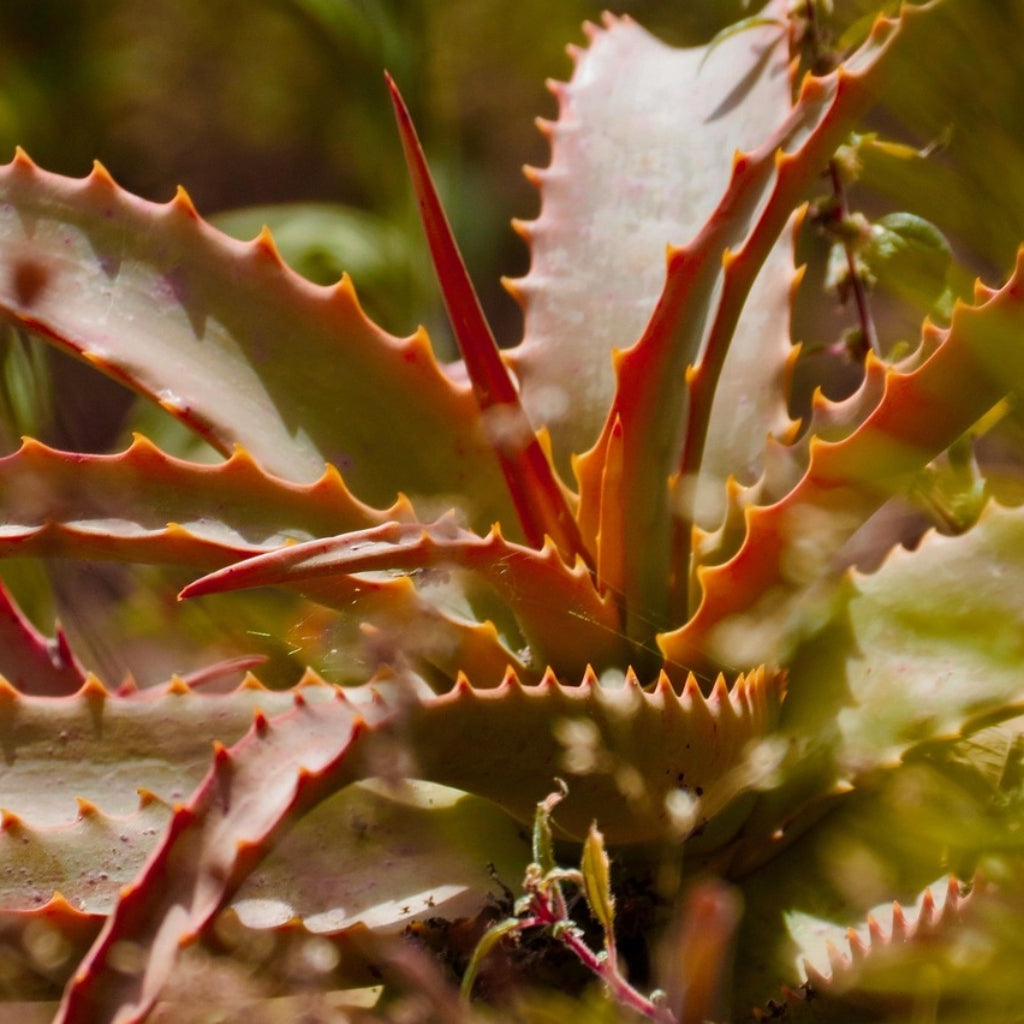 Aloe Cameronii Zaden