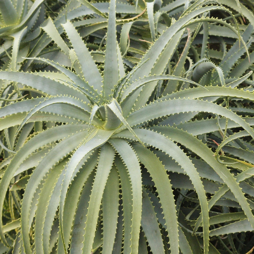 Aloe Aculeata Zaden