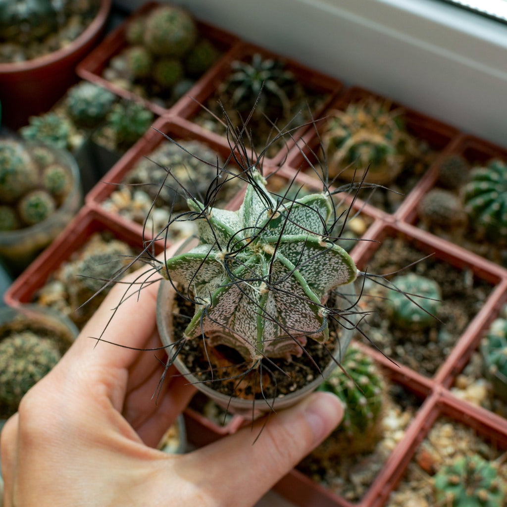 Geitenoor Cactus Zaden