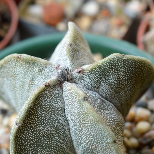 Bisschopskap Cactus - 10 Zaden