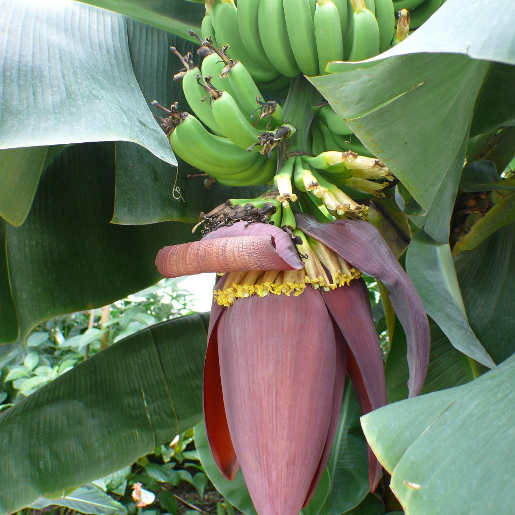 Darjeeling Banaan - 10 Zaden