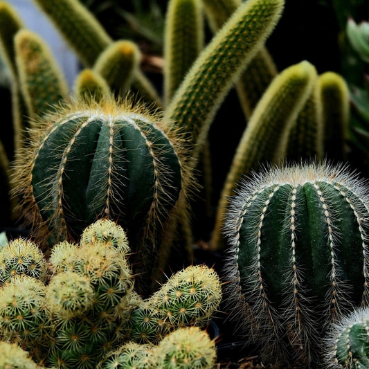 Cactuszaden Mysteryset