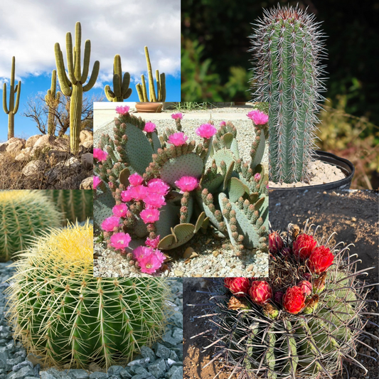 Cactusbox