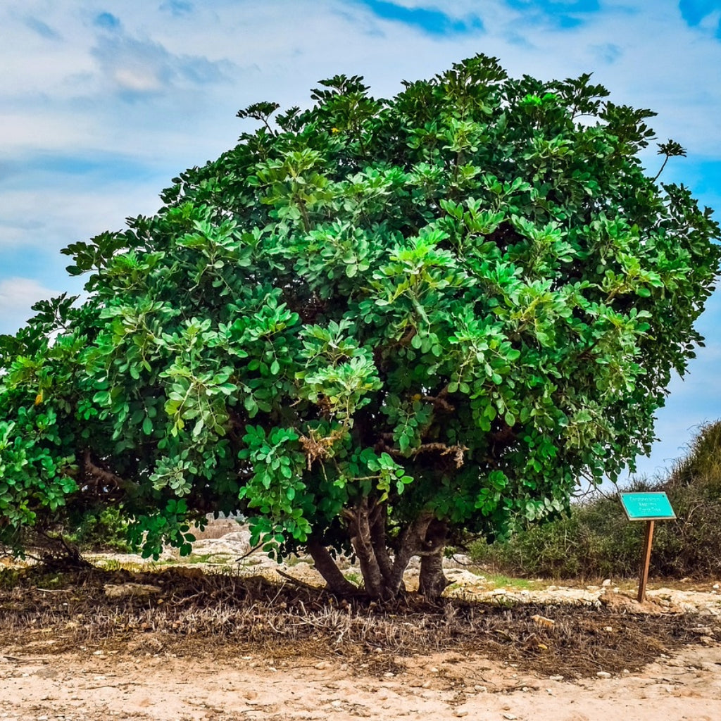 Johannesbroodboom zaden - Zadenbox x Shangrila Ecovillage