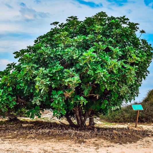 Johannesbroodboom zaden - Zadenbox x Shangrila Ecovillage