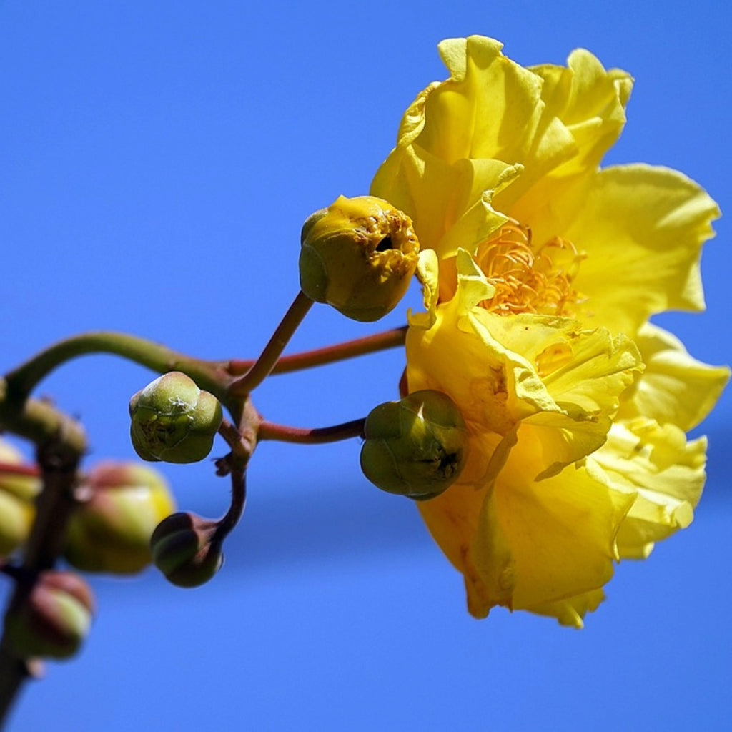 Gele Katoenboom Zaden