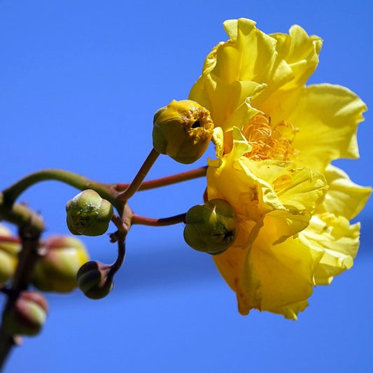 Gele Katoenboom Zaden