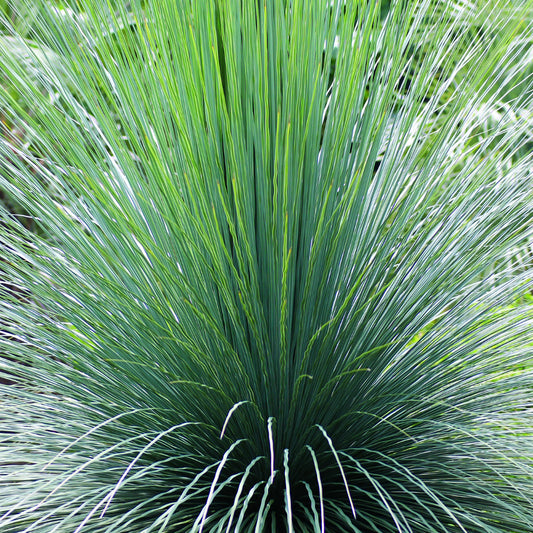 Dasylirion Wheeleri - 10 Zaden