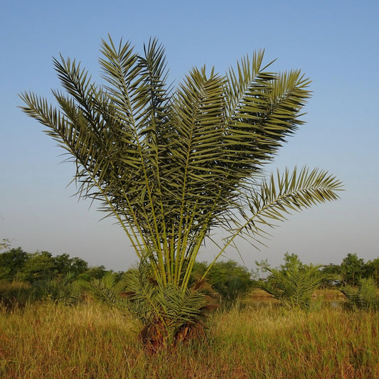 Dwergdadelpalm zaden