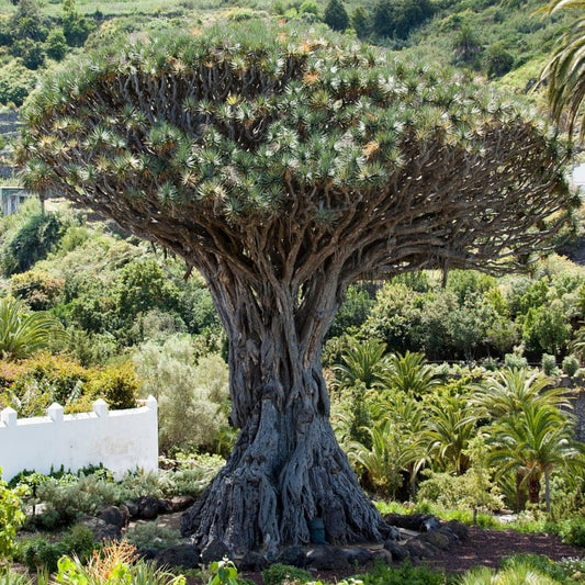 Drakenbloedboom - 10 Zaden