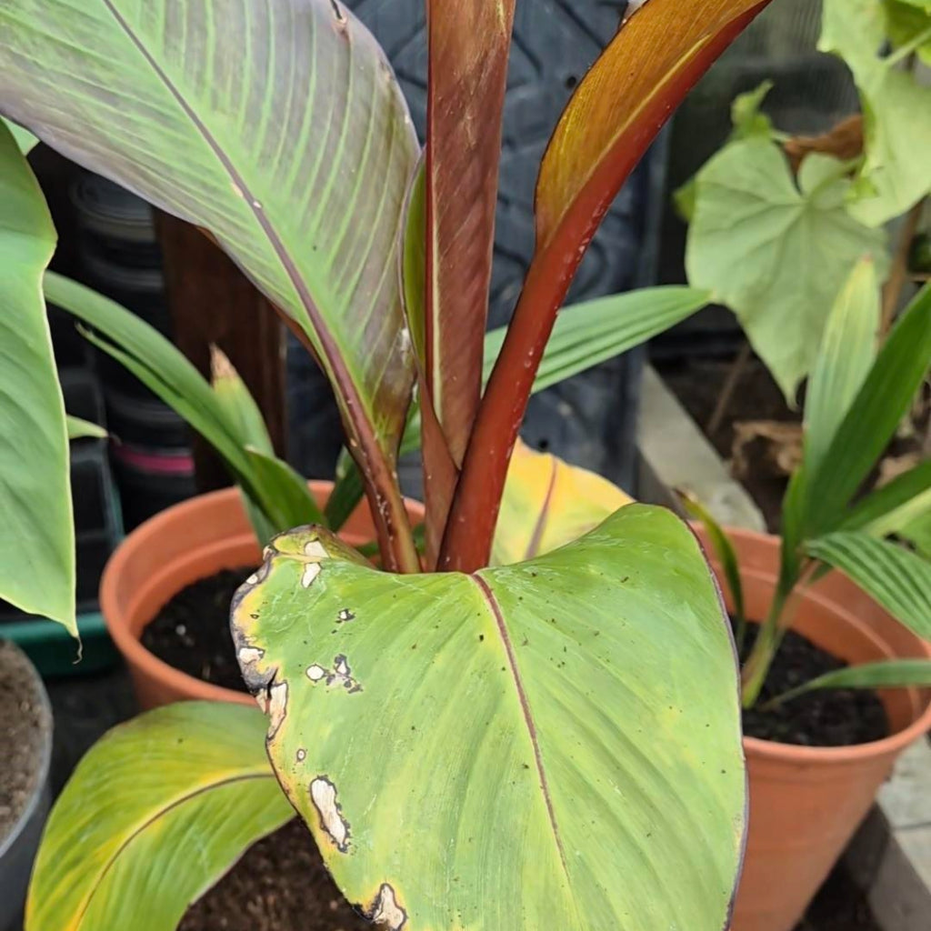 Ensete ventricosum